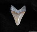 Megalodon Tooth - Sweet Coloration #125-1